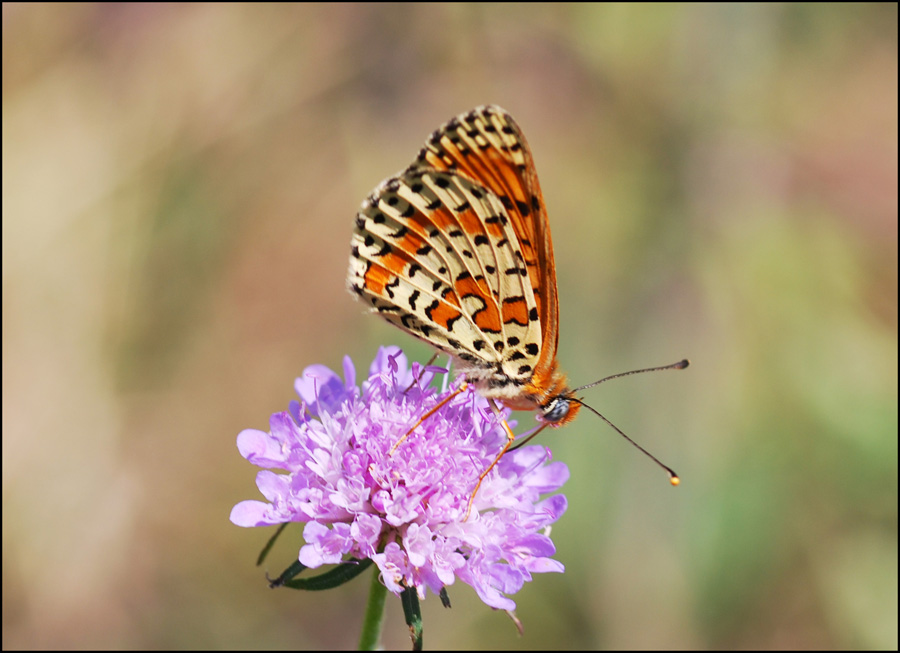 e questa che cos''? - Melitaea didyma
